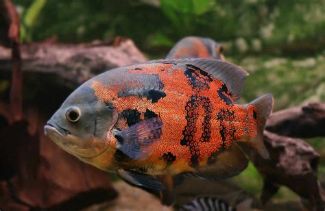 oscar lotto fish